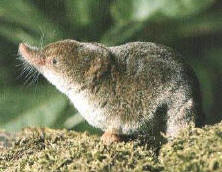 short-tailed shrew