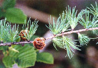 larch